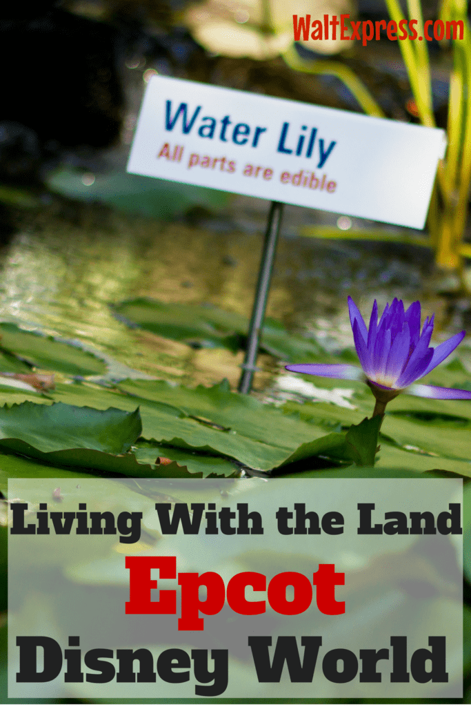living-with-the-land-epcot-disney-world