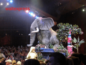 Top 4 Attractions and Rides for Rainy Days at Animal Kingdom