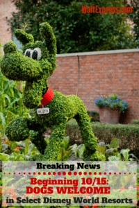 Breaking News: Beginning 10/15, Dogs Welcome at Select Disney World Resorts