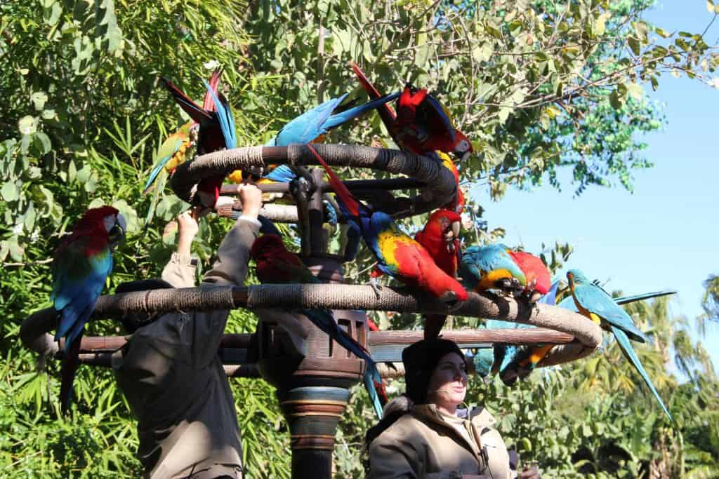 Why Animal Kingdom Is MORE Than Just A Half Day Park