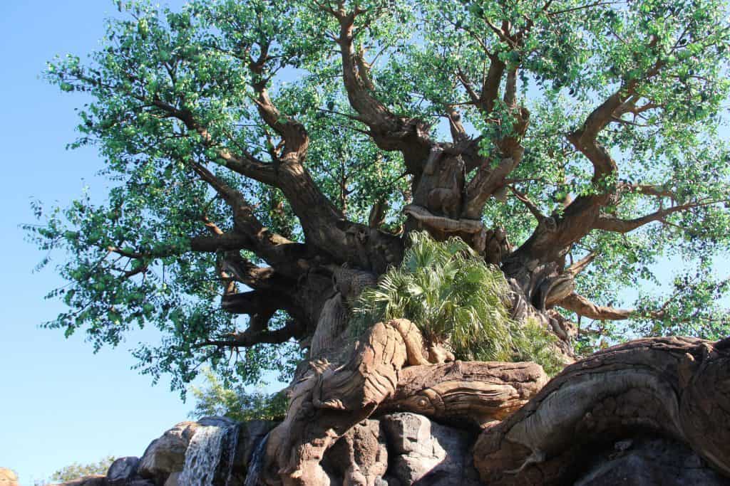 Why Animal Kingdom Is MORE Than Just A Half Day Park