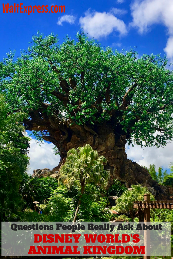Questions People Really Ask About Disney World's Animal Kingdom