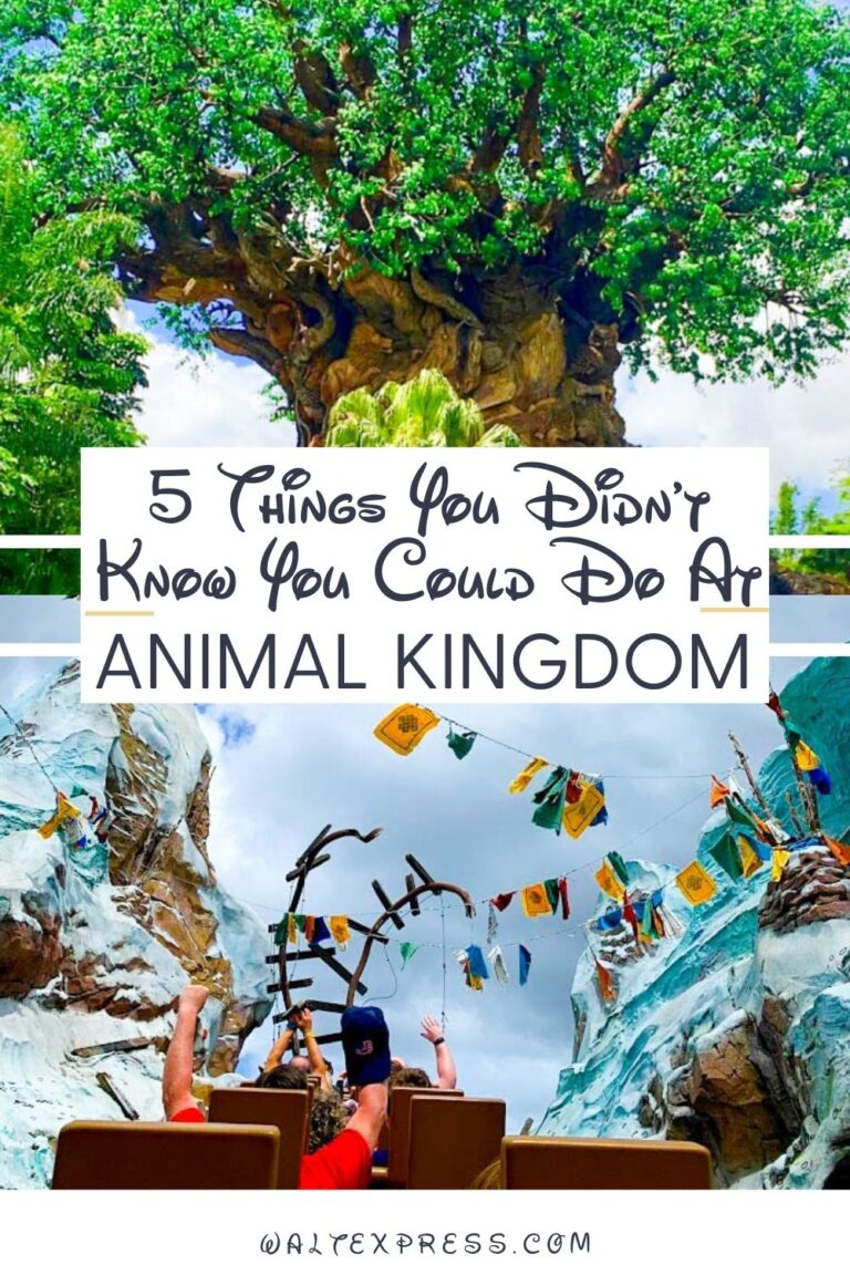 5 Things You Didn’t Know You Could Do At Animal Kingdom