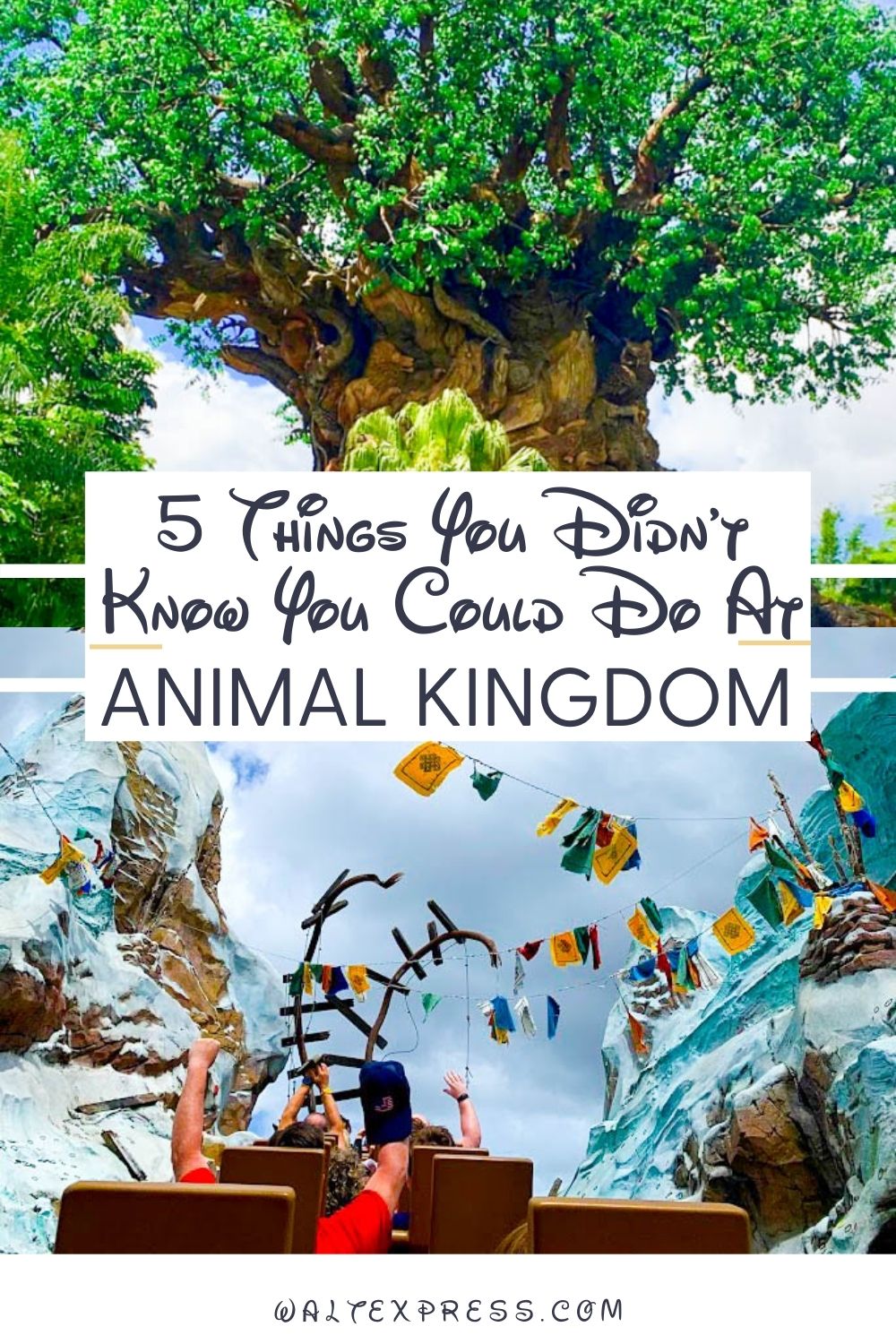 5 Things You Didn't Know You Could Do at Animal Kingdom